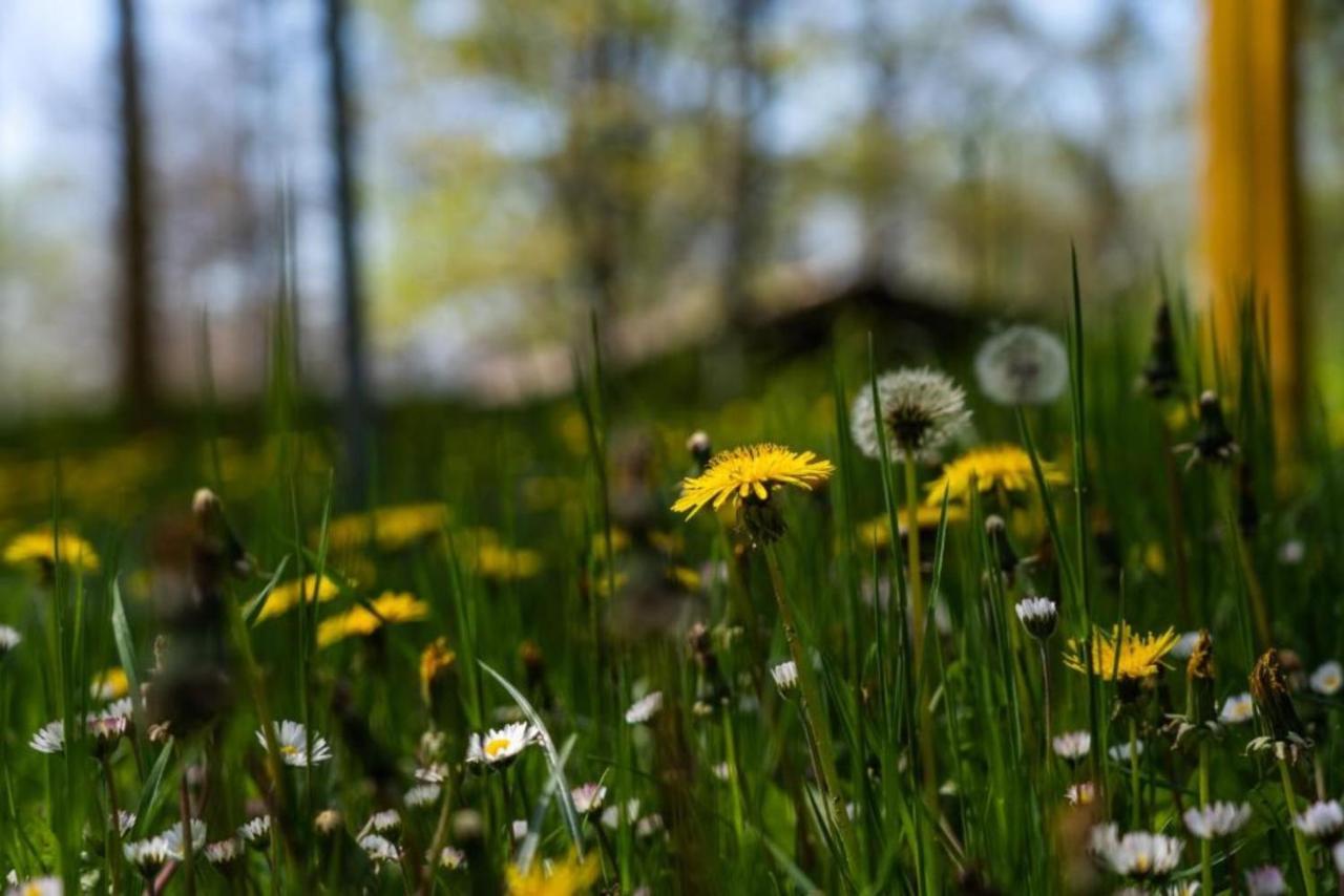 Villaggio Anemone - Chalet Mirtillo Capanne di Sillano Esterno foto